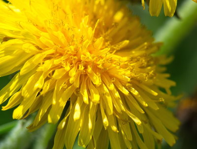Dandelion 3
