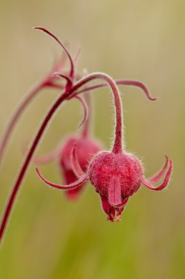 Fuzzy Red