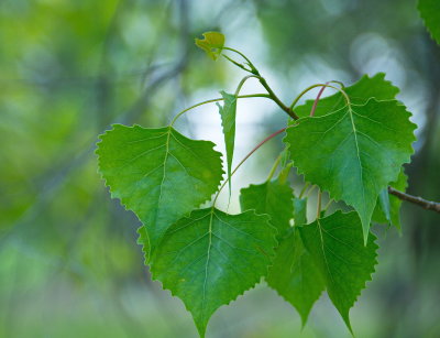New Leaves