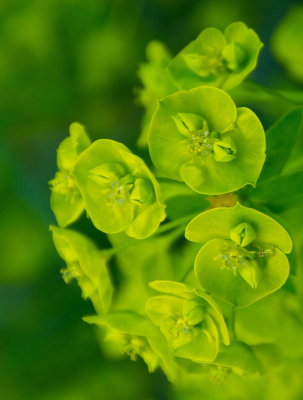 Little Green Buds