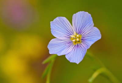 Tiny Purple