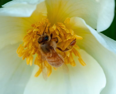 Bee At Work