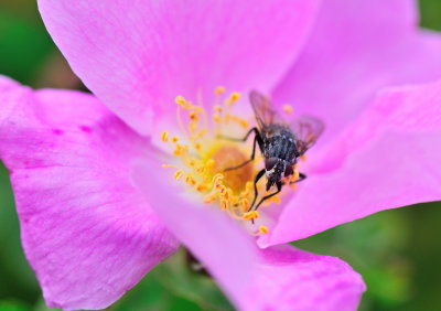 Fly On Wild Rose