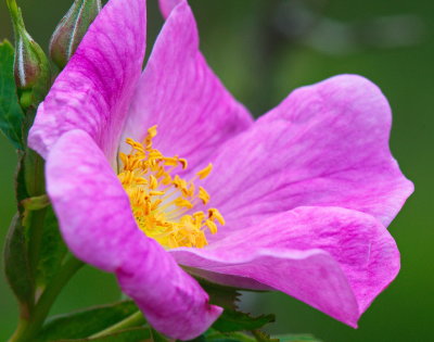 Wild Rose Again