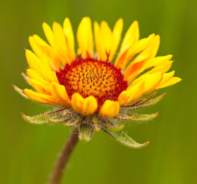 Brown Eyed Susan
