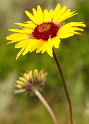 Brown Eyed Susan 2