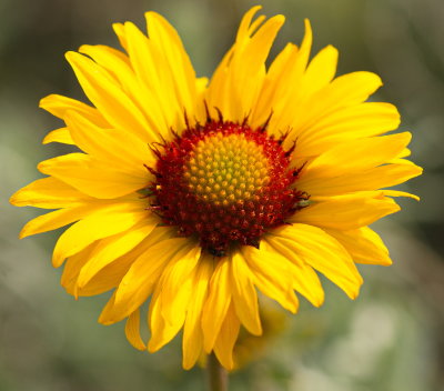 Brown Eyed Susan 3