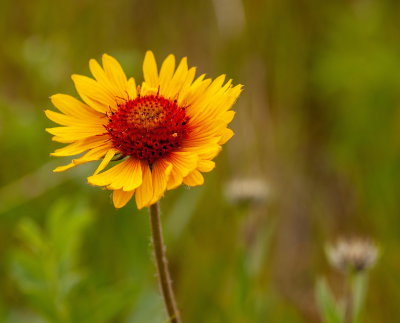 Brown Eyed Susan 4