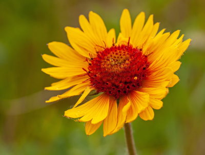 Brown Eyed Susan 5