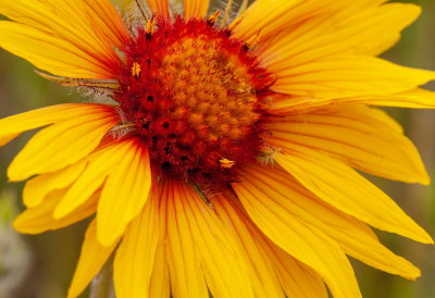 Brown Eyed Susan 6