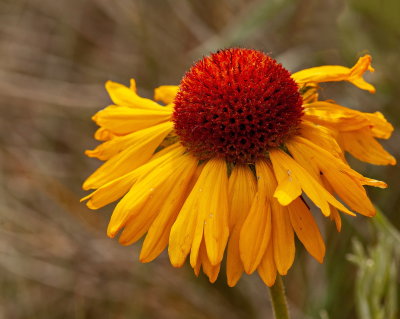 Brown Eyed Susan 7