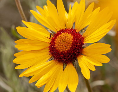Brown Eyed Susan 8