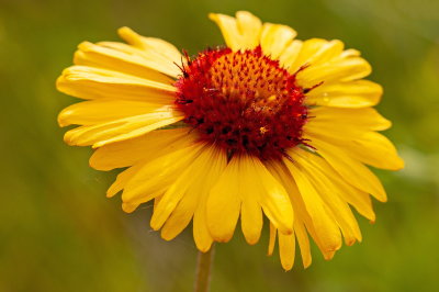 Brown Eyed Susan 9