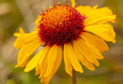 Brown Eyed Susan 10