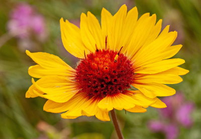 Brown Eyed Susan 11