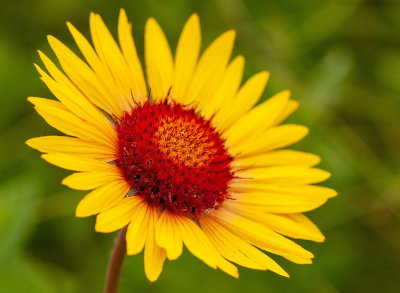 Brown Eyed Susan 12
