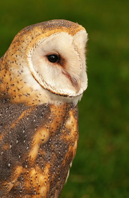 Birds Of Prey Center