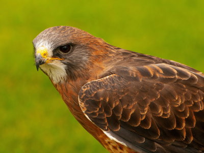 Birds Of Prey Center 3