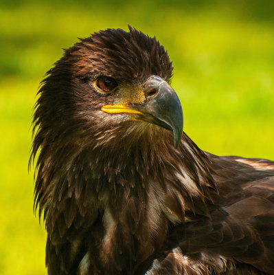 Birds Of Prey Center 4