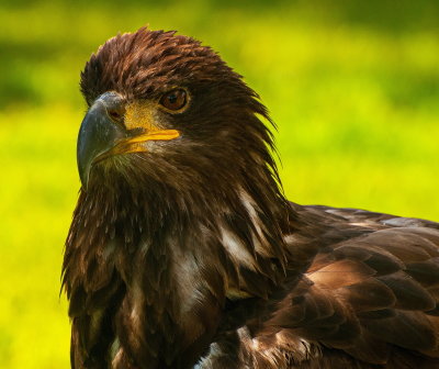 Birds Of Prey Center 5