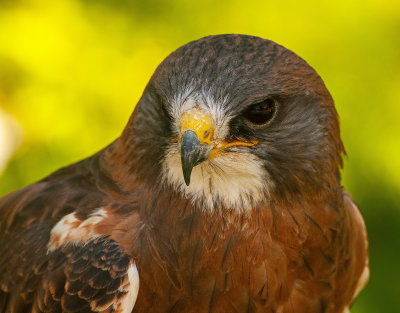 Birds Of Prey Center 6