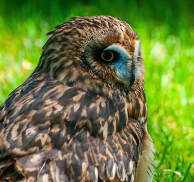 Birds Of Prey Center 7