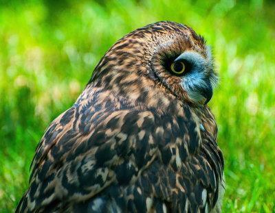 Birds Of Prey Center 8