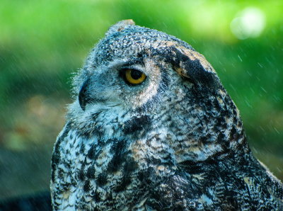 Birds Of Prey Center 9