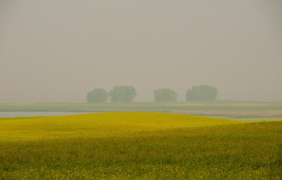 Misty
