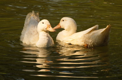 Floating Together