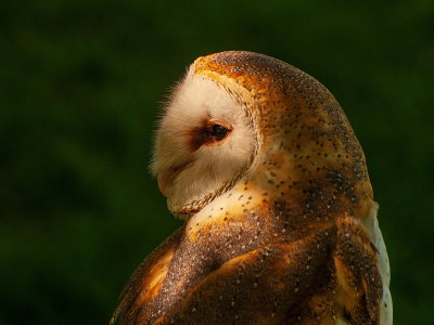Owl Again