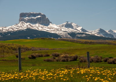 Spring Vista