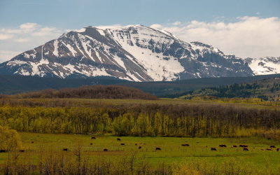 Spring Vista 4