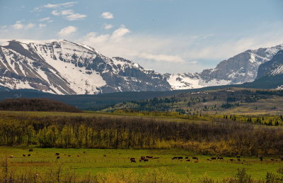 Spring Vista 5