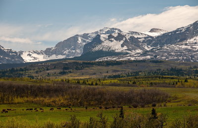 Spring Vista 6
