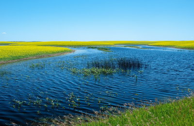 Pond and Canola