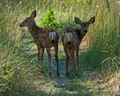 Fawns