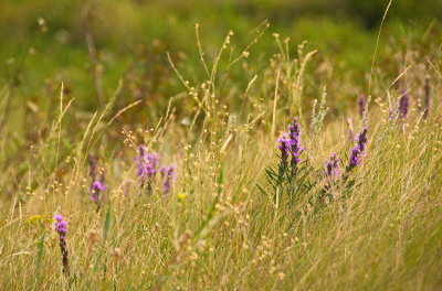 Meadow