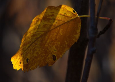 Leaf In Light