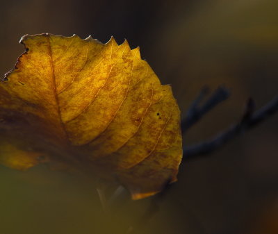 Leaf In Light 2