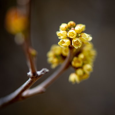 Buds on a prairie bush