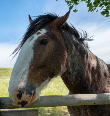 Horse Portrait