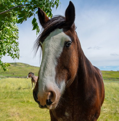 Horse Portrait 2