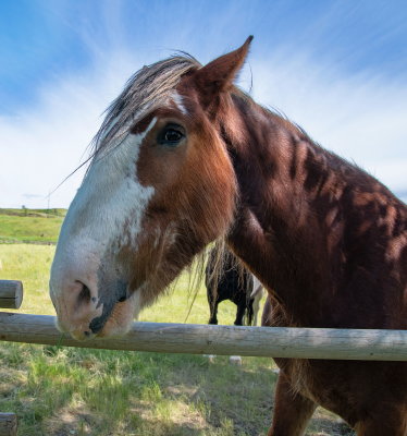 Horse Portrait 3