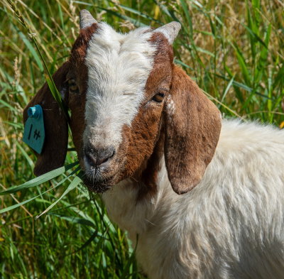 My Goat Friend
