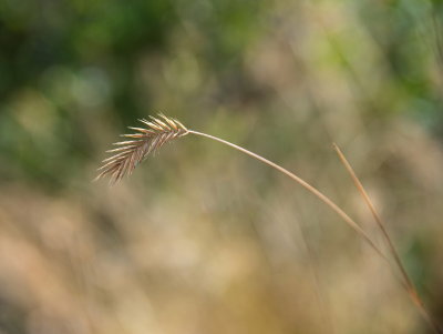 Fall Grasses