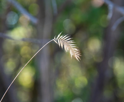 Fall Grasses 2