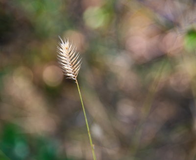 Fall Grasses 3