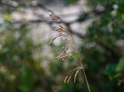 Fall Grasses 4