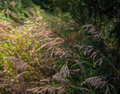 More Grasses